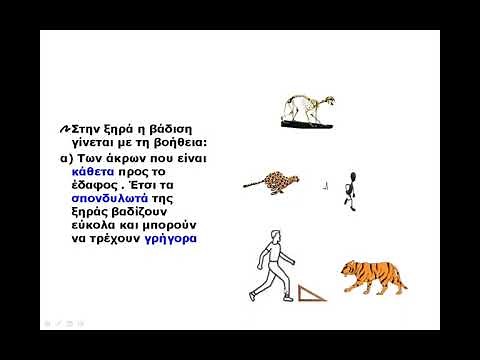 Βιολογία Β Γυμνασίου Η στήριξη και η κίνηση στα ζώα