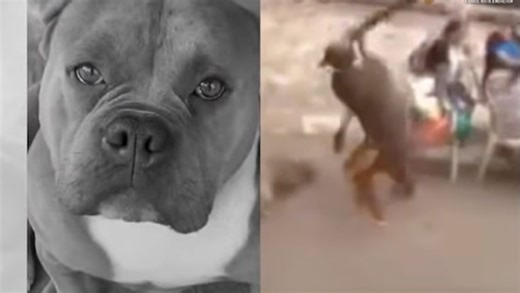 Animal groups urge witnesses to come forward for dog killed in viral video