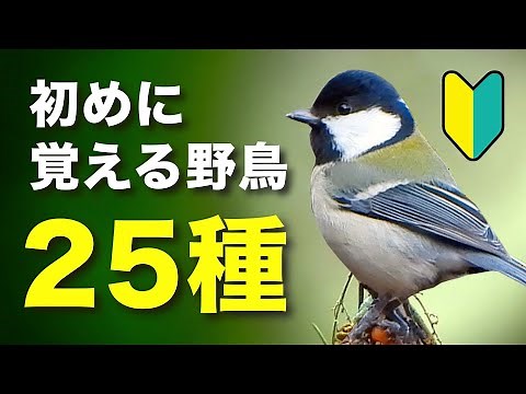 初めての方必見！身近な野鳥を分かりやすく紹介！【鳴き声付き】
