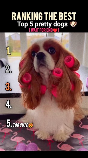 Ranking the Best Top 5 Pretty Dogs 🐶#dogs #cutedog #cutepets#animalshorts#funnydog#ranking