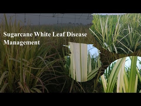 Sugarcane White Leaf Disease