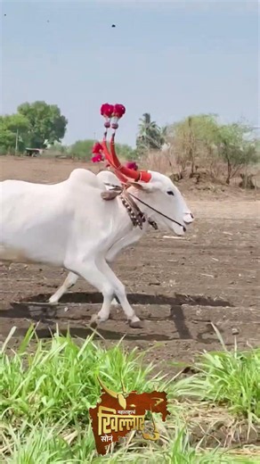 Real Power of Khillar Bulls 💪 | खिल्लार बैलांची ताकद | ಕರ್ನಾಟಕ Bull Power #mahrashtra #karnataka