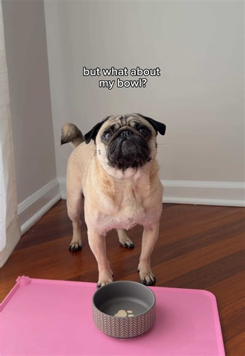 The Ultimate Pug Bowl Experience