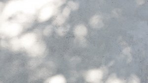 Tree Shadow Stock Footage Video (100% Royalty-free) 9028918 | Shutterstock