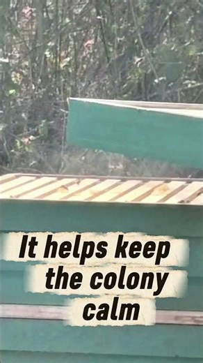 This Is Why We Use Smoke… 🐝