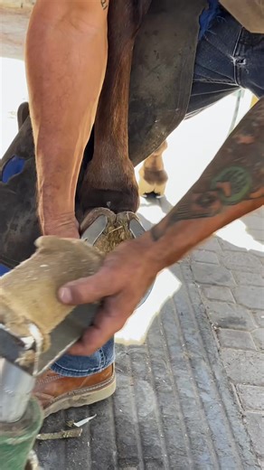 Follow->@The Horse Farrier #farrier #farrierlife #farriersoftiktok