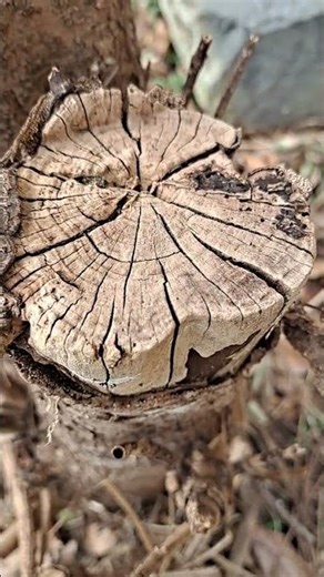 Tree stump prominent annual growth ring#radial cracks #drying and weathering