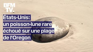 États-Unis: un poisson-lune de plus de deux mètres échoué sur une plage de l'Oregon