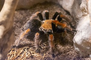 What Kind of Terrestrial Invertebrates Make the Best Pets?