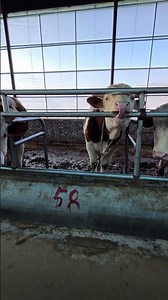 Master Cattle Farming: Essential Tips for Aspiring Breeders