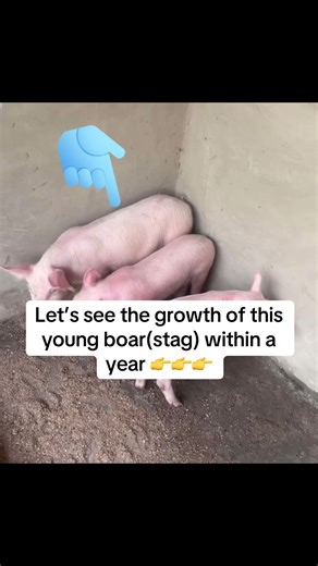 Choosing a good breed of pig is the real deal because it determines growth rate, feed efficiency, disease resistance, and litter size. Quality breeds mature faster, stay healthier, and produce more piglets, reducing losses and increasing profit in pig farming.#pigfarm #animallover #farmtok #animalfarming #farmlife