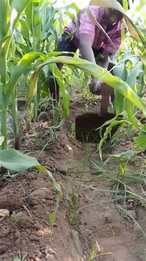 💪 The hardship of the food farmers – our future food🙏#farmer #farm #foodfarmer #oxen #agriculture...