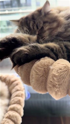 Afternoon nap 🐾 #cats #catnap
