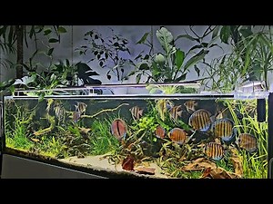 Wild discus fish in natural aquarium