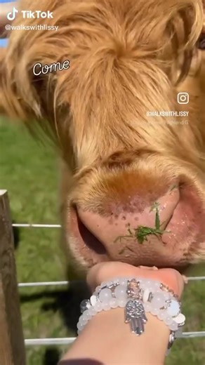 We absolutely love seeing everyone’s videos of our highland cows ! They do adore the love and attention 😆 #highlandcows #tasteperthshire #scotland #a9