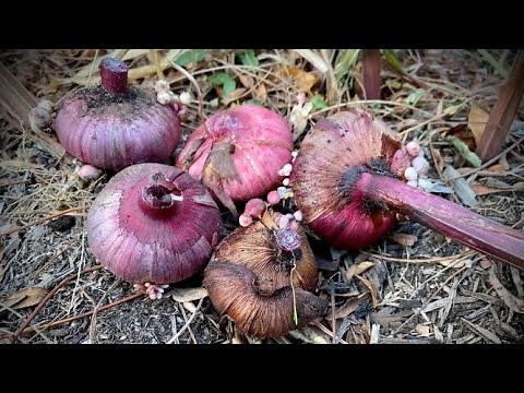 Overwintering Gladiola Bulbs