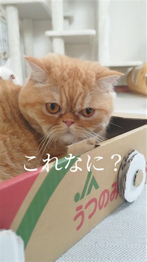 猫専用の「肉球スイッチ」を作ってみたら反応が最高すぎた結果… #shorts #多頭飼い #エキゾチックショートヘア