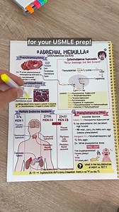 👆Join thousands of students who’ve passed their USMLE with my Rapid Review Guides. Featuring an integrated learning of disciplines inspired by a visual learning approach!💡📈 You can get this Endocrinology Guide on my page with a custom digital Anki deck included!📙 #medstudent #medschool #medicalstudent #usmle #usmlestep1 #step1 | Medschoolbro