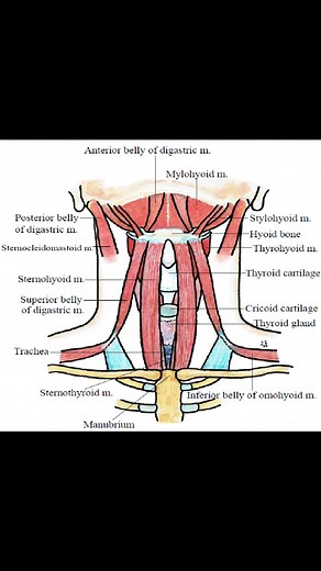 2.8K views · 26 reactions | The suprahyoid muscles are a group of...