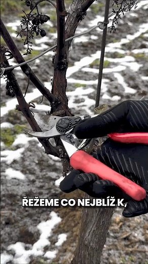 Jak řezat révu pro úrodu (produkční řez)