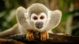 Learn Which Monkey Breeds Make Better Pets