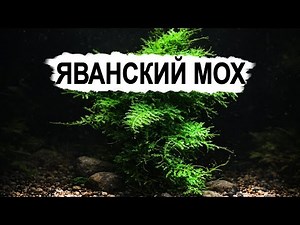 Java moss is an ideal plant for an aquarium.