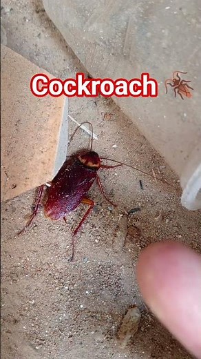 Scariest cockroach | Flying cockroach
