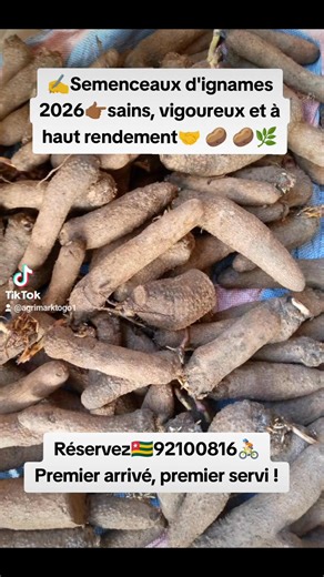 ✍🏻🌿 Désirez-vous réussir votre culture d'igname en 2026 ?🌿 👇 ✍🏻👊 Alors c'est la bonne période pour vous procurer de bons semenceaux d'igname ( têtes d'igname ) 🥔🥔 👇 Les variétés suivantes sont disponibles : Laboco, Gnamiti, Katala, Kratsi, Monya et Manassé, Kplindjou, Macabo etc. NB :✍ les prix ( livré sur la route nationale N° 1 ou à Agoè Dalimé ) varient de 17.000 F CFA à 23.000 F CFA par calebasse de 100 semenceaux, en fonction des variétés🤝 ✍️🛻 Nous livrons sur commande.🚴🏻 Conta
