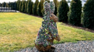 Succulent Bunny Topiary Update & Revamp! 🐰🌿 | Garden Answer
