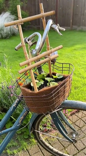 Ce geste simple transforme un vieux panier en culture de concombres