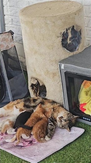 😺”“18초 동안 행복해지는 영상 ❤️”