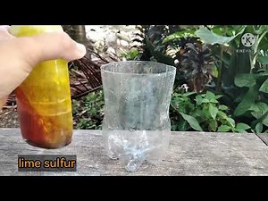 HOW TO APPLY LIME SULFUR TO OUR BONSAI