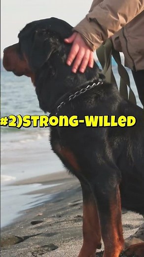 3 Worst Things Living With A Rottweiler...