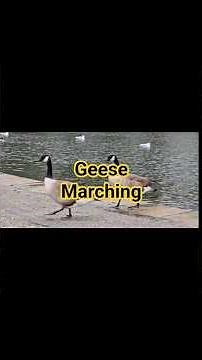 The original goose stepping