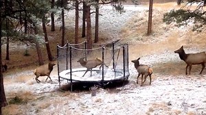 Here's what happens when a baby elk gets on a trampoline
