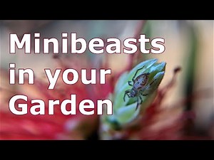 What's in your Backyard: Minibeasts in your Garden