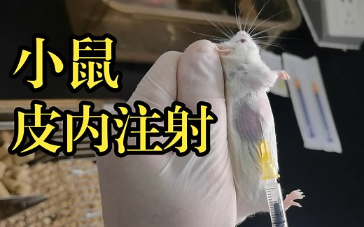 【小鼠皮内注射】操作细节 失败详解，动物实验 #生物医学实验室日常#