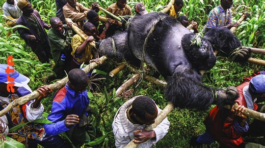 Visa pour l'image : Brent Stirton dans le parc des Virunga - Regarder le documentaire complet