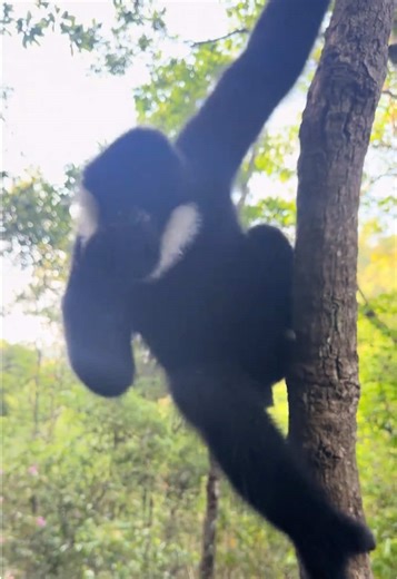 Gibbons: Nature's Money Makers