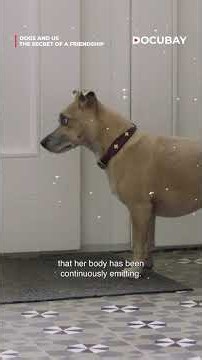 The Unbreakable Bond Between Humans & Dogs | Dogs and Us: The Secret of a Friendship | DocuBay