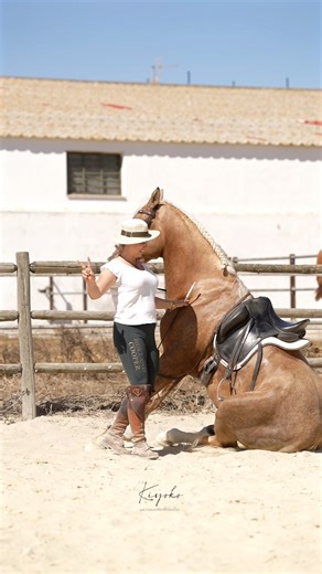 21K views · 446 reactions | Learn how to train with your horse  tricks like sitting or lying down! All my tips available in online course  wherever you are  www.blankasatora.com | Blanka Satora | Facebook