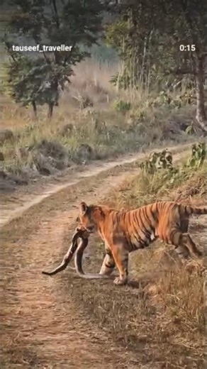 Tiger Carrying a Python After a Powerful Hunt | Rare Wildlife🐍 Moment"#tigerhunt #viral #python