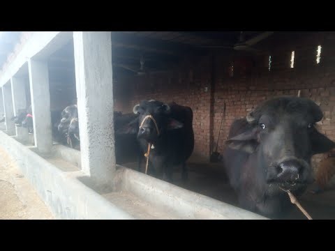 Cute Baby Buffalo Says Hello 😍🐃