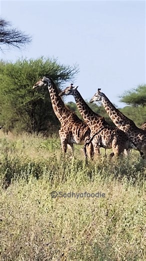 Graceful Giraffes at Tarangire 🦒