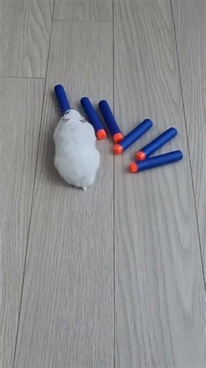 빵빵이의 볼링게임 Boom's bowling game #햄스터 #귀여운 #hamster #볼링