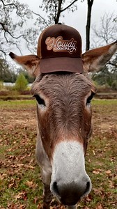 Howdy Compa! Saludos desde Texas ✌️ linktr.ee/elvikingobluth | El Vikingo Bluth