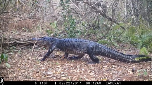 3.1K views · 14 reactions | Swamp Trail Camera Pickup | Ellen Roman | Facebook