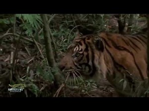 Tiger hunt monkey in sumatran jungle