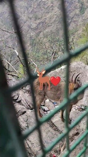 aajkal to sirf mobile ko pata hai#cute #comedy #trending 🦌❤️🦌❤️🦌🦌🦌