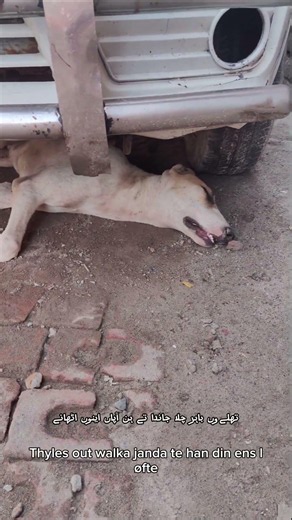 Waking up a sleeping puppy under my car! 🐶❤️#shorts